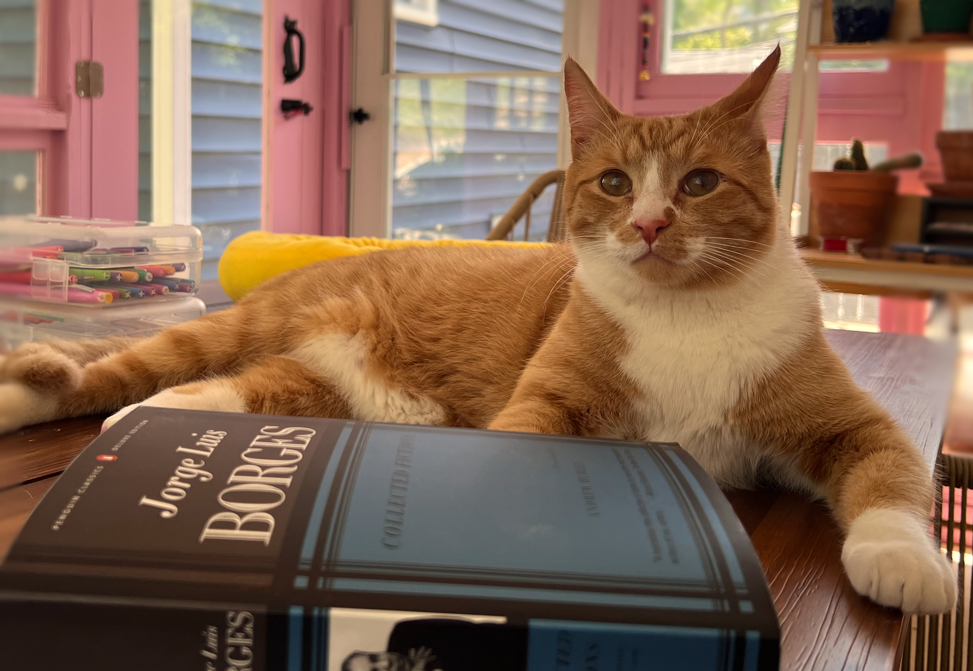 An orange cat in a greenhouse beside a copy of Borges, surrounded by books, plants, and markers — a quiet editor amid creative chaos.