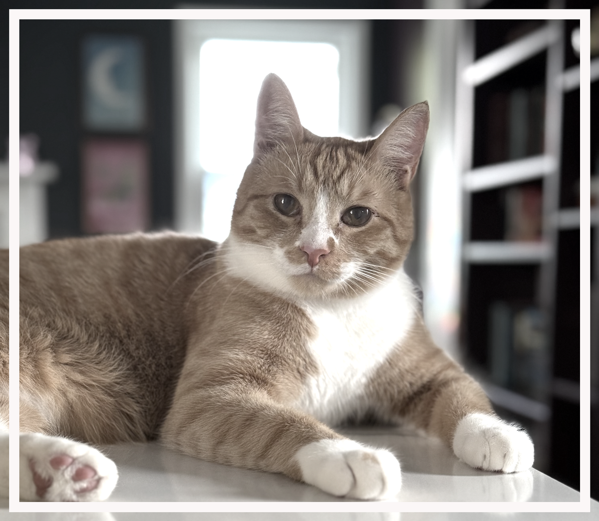 Behind the Whiskers